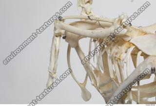 hen skeleton 0086